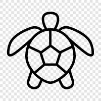 Turtles, Care, Hatchling, Environment icon svg