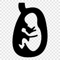 ungeboren, schwangerschaft, entbindung, kind symbol