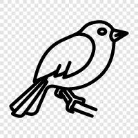 urban, pet, bird, nest icon svg