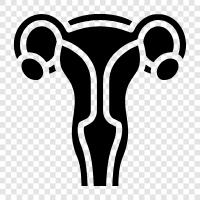 uterus, pregnancy, childbirth, pregnant icon svg