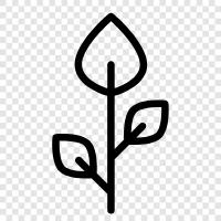Gemüse, Obst, Blumen, Plantain symbol
