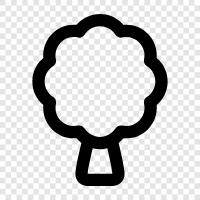 vegetable, brassica, cruciferous, healthy icon svg