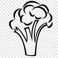 vegetable, cruciferous, sulforaphane, cancer icon svg