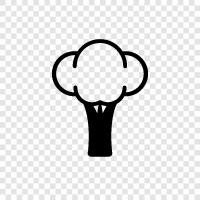 Vegetables, Nutrition, Health Benefits, Broccoli icon svg