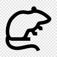 vermin, rodent, black rat, brown rat icon svg