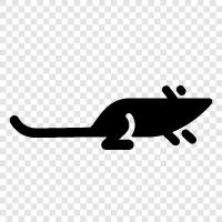 vermin, rodents, sewer, rat poison icon svg