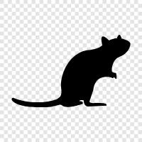 vermin, rodent, pet, house icon svg