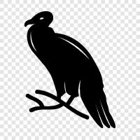 vultures, scavenger, carrion, scavenging icon svg