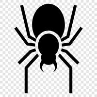 Web, Spider Man, Spider Woman, SpiderMan 2 icon svg