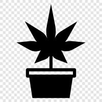 weed, cannabis, marijuana, 420 icon svg