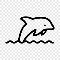 whale, cetacean, cetacean behavior, cet icon svg