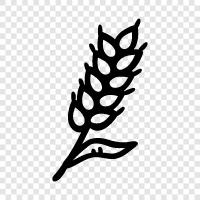 wheat flour, whole wheat, white wheat, gluten free icon svg