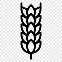 wheat, agriculture, farming, crops icon svg