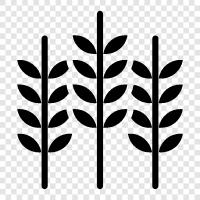 Wheatgrass, Arpa, Yulaf, Rye ikon svg