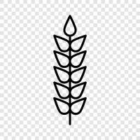 Wheaties, Wheatgrass, Wheat Germ, Wheat Bran icon svg