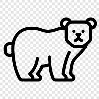 white bear, brown bear, arctic, animal icon svg