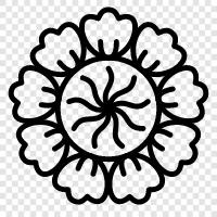 white daisy, yellow daisy, dianthus, yellow dian icon svg