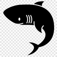 white shark, blacktip shark, bull shark, great white shark icon svg