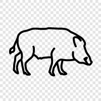 wild boar, exotic boar, tusker, wild pig icon svg