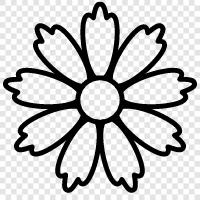 wild daisy, gardening, flower, blooms icon svg