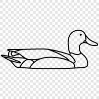 wild duck, flight, white, black icon svg