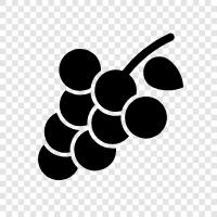 wine, wine making, wine tasting, grapes icon svg