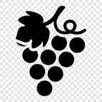 wine, wine grapes, raisins, dried grapes icon svg