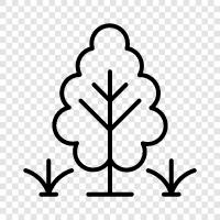 Holz, Baum symbol