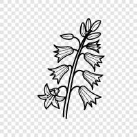Wald, Wiese, Wildblumen, Glocke symbol
