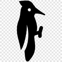 woodpecker icon svg