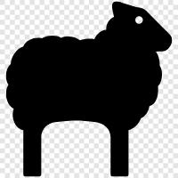 wool, fleece, lambs, ewes icon svg