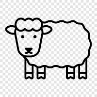 wool, fleece, lamb, mutton icon svg