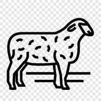 wool, fleece, lamb, meat icon svg