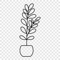 zamioculcas tea, zamioculcas health, zamioculcas icon svg