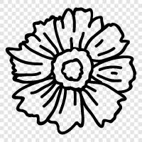 Zinnia, Blume, Florist, Pflanzen symbol